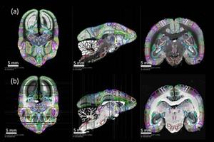 درک اتصالات نورونی با نقشه‌برداری از مغز میمون