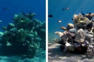 ابداع الگوریتمی برای ایجاد تصاویر رنگی از موجودات زیردریایی