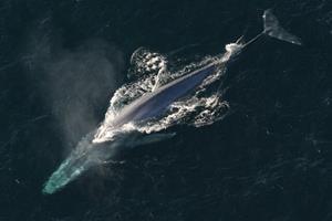 قلب نهنگ آبی گاهی فقط ۲ بار در دقیقه می‌تپد!
