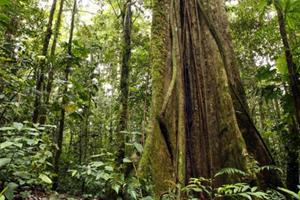  بلندترین درخت جنگل آمازون شناسایی شد