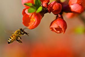 کشف حقیقت شگفت‌انگیز تازه‌ای از زندگی زنبورهای عسل