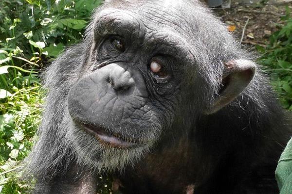 ابتلای یک شامپانزه به تریزومی 22