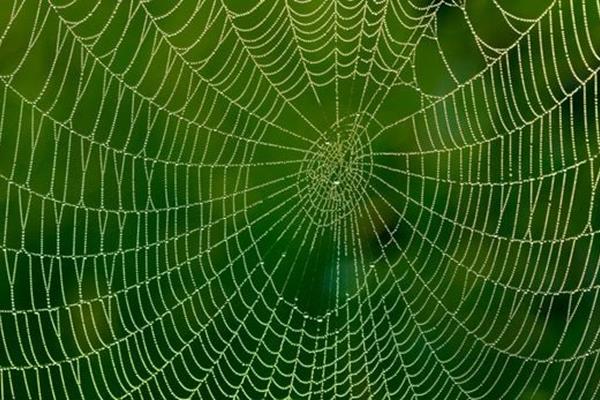 تغذیه عنکبوت‌ها با گرافن برای تولید محکم‌ترین ابریشم