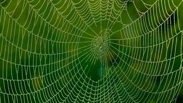 تغذیه عنکبوت‌ها با گرافن برای تولید محکم‌ترین ابریشم