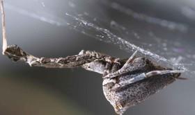 عنکبوتی که ابریشمی با بار الکتریکی می‌تند! 