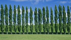 درختان با دستکاری ژنتیکی بلندتر می‌شوند 