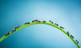 کنترل ترافیک با الهام از مورچه‌ها 