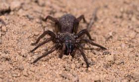 کشف 13 گونه ناشناخته عنکبوت در استرالیا 