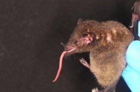 کشف کوچکترین قورباغه و زبان درازترین خفاش 