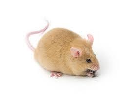 بازسازی سلول‌های قلب در بدن موش 