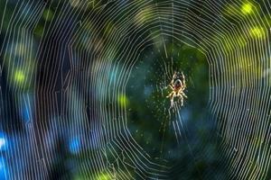 تلاش دانشمندان برای تقلید از ساختار تار عنکبوت