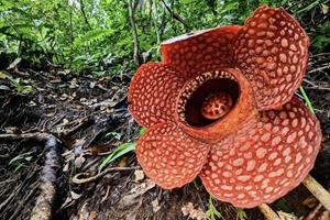 بزرگ‌ترین و بدبوترین گل جهان در معرض خطر انقراض است!