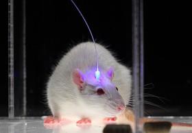   کشف کلید ترس در موش‌ها