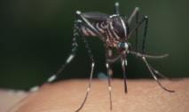 پیش‌بینی شیوع بیماری‌های ناشی از پشه با کمک مهندسی ژنتیک