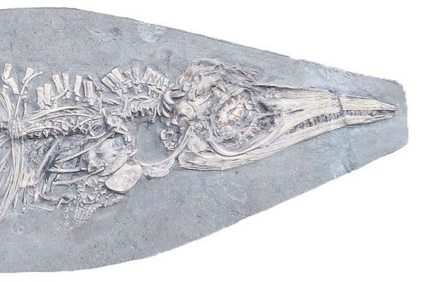 شناسایی فسیل ۲۰۰ میلیون ساله با شکمی پر از ماهی