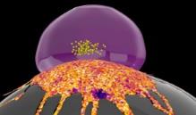 کشف سپر انفجاری سلول‌های سرطانی!