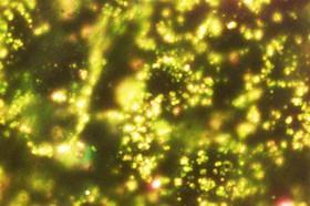 افزایش سرعت و کاهش هزینه تشخیص DNA نوعی انگل با نانوذرات طلا 