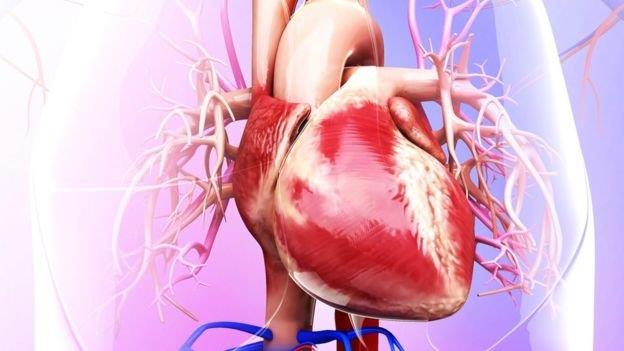 کشف مولکول  برای کمک به ترمیم سلول‌های قلبی