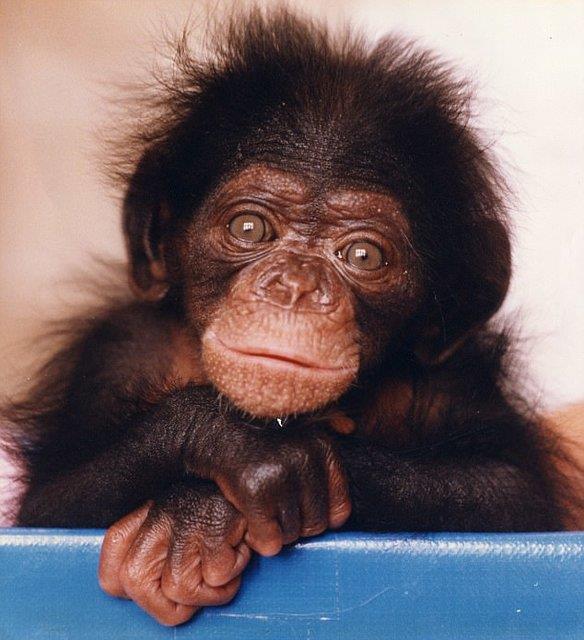 شامپانزه‌ها برای استفاده از ابزارها نیازی به آموزش ندارند
