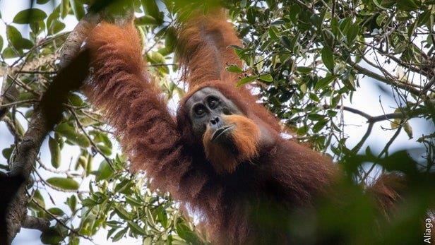 کشف گونه جدیدی از اورانگوتان‌ها