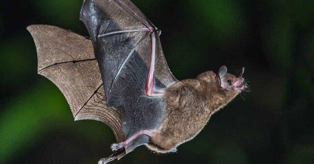  استفاده از فراصوت برای دور نگه داشتن خفاش‌ها از توربین‌های بادی