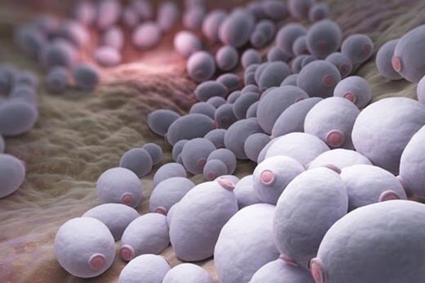  کشتن عفونت‌های قارچی مقاوم به آنتی‌بیوتیک با داروهای غیر آنتی‌بیوتیکی