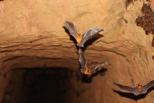  کشف ۴ گونه خفاش مرتبط با خفاشی که عامل کروناویروس بود