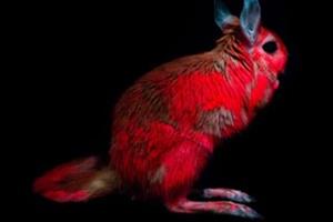 کشف خرگوش‌هایی که نور صورتی منتشر می‌کنند!
