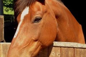 اسب‌ها مانند انسان حالت چهره خود را تغییر می‌دهند