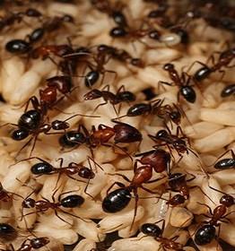 قدرت بویایی مورچه‌ از انسان بیشتر است 