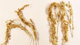 ارائه برنج دوستدار محیط زیست با افزودن یک ژن منفرد 