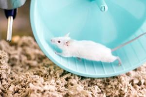  ذرات "خون جوان" و کمک به موش‌های پیر برای مبارزه با پیری