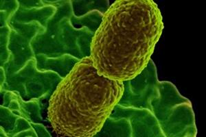 پیشگیری از عفونت باکتریایی با کمک یک ماده مغذی