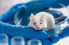 بازگرداندن بینایی موش‌های مبتلا به آب‌سیاه با کمک ژن‌درمانی