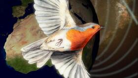 وجود "قطب‌نمای کوانتومی" در چشم پرندگان مهاجر