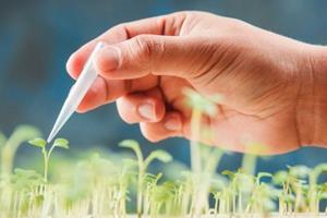 کارآیی فتوسنتز در گیاهان با مهندسی ژنتیک افزایش می‌یابد