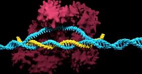 توسعه سیستم اصلاح ژنوم با کمک یک کارت حافظه ژنتیکی