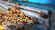 روش جدیدی برای محافظت از زنبورهای عسل در برابر آفت‌کش‌ها