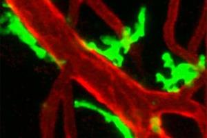 کشف قابلیت جدید سلول‌های ایمنی در ترمیم بافت‌های آسیب‌دیده