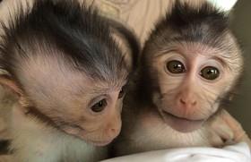 تولید میمون‌های مبتلا به اختلال ژنتیکی برای درک بهتر اوتیسم 