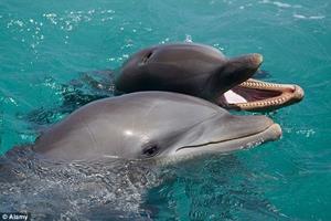 ثبت گفتگوی دلفین‌ها برای نخستین بار
