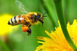 ویروس تغییر شکل بال، تهدیدی برای زنبورهای عسل
