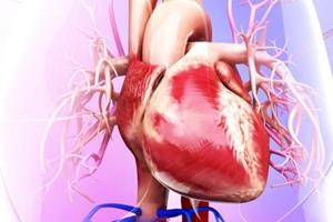 کشف مولکول  برای کمک به ترمیم سلول‌های قلبی