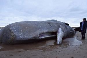 احتمال رابطه خودکشی نهنگ‌ها و طوفان‌های خورشیدی
