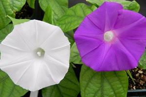  تغییر رنگ گل‌ها با روش ویرایش ژنتیکی کریسپر