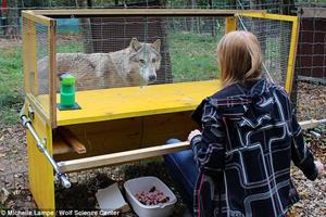 گرگ‌ها بر خلاف سگ‌ها توانایی درک علت و معلول را دارند