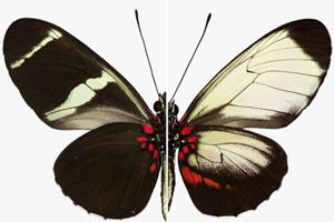 تغییر طرح بال پروانه‌ها با اصلاح ژنتیکی