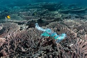  زباله‌های پلاستیکی جدیدترین تهدید برای صخره‌های مرجانی