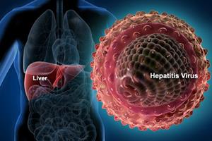 ساعت بیولوژیکی بدن عامل مهمی در مبارزه با نوعی هپاتیت حاد است 