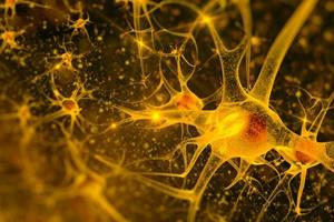 کشف نحوه شکل‌گیری و عملکرد نورون‌های مغزی